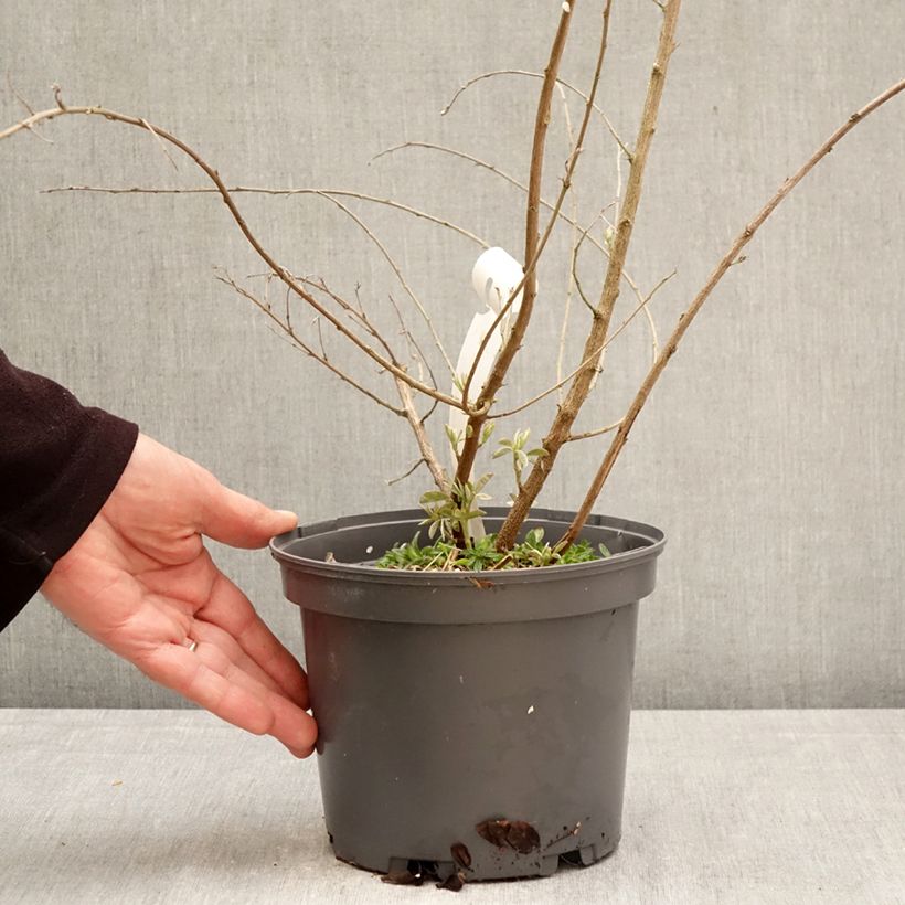 Exemplar von Lespedeza liukiuensis Little Volcano - Buschklee Topf mit 3L/4L wie im Frühjahr geliefert