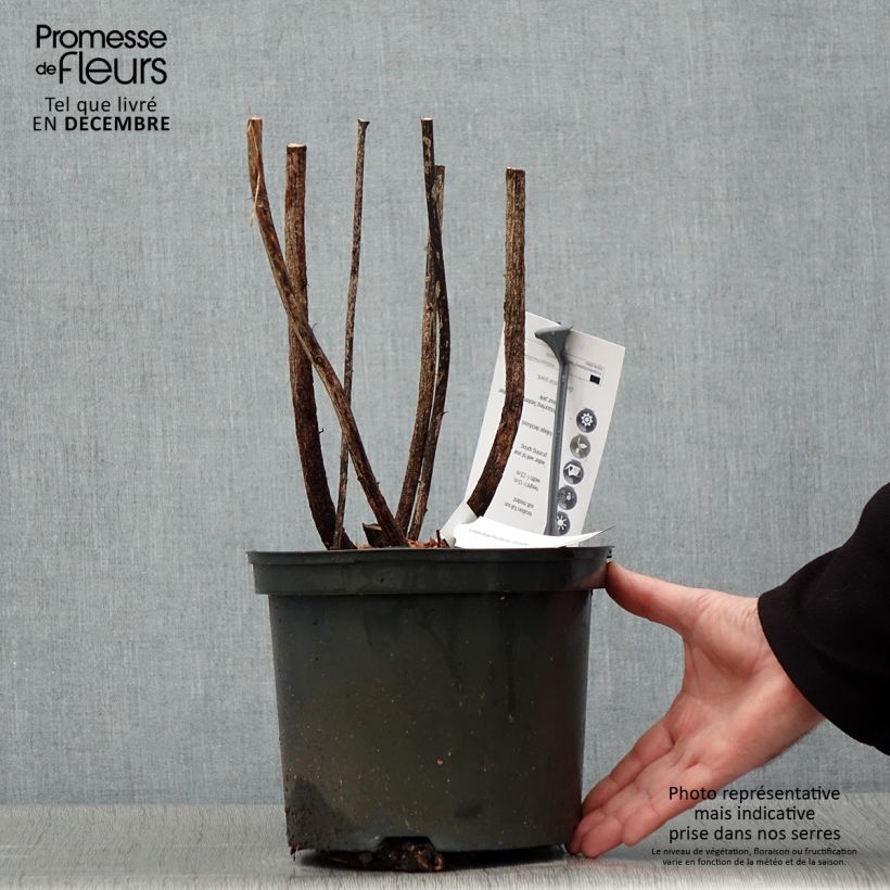 Exemplar von Lespedeza thunbergii Gibraltar - Buschklee Topf mit 1,5L/2L wie im Winter geliefert