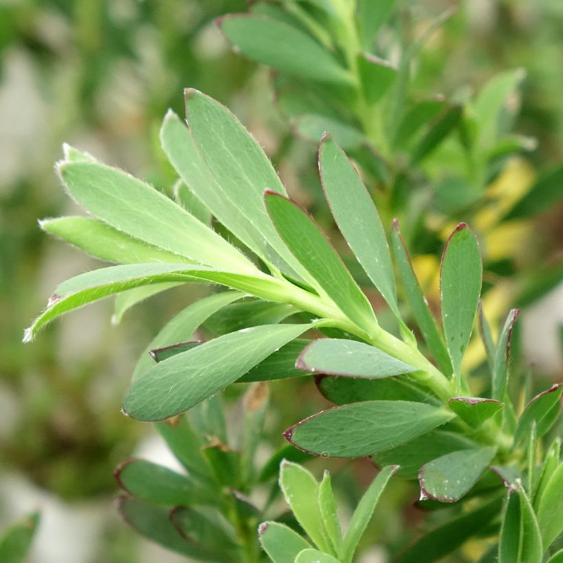 Leucadendron salignum Devil's Blush (Foliage)