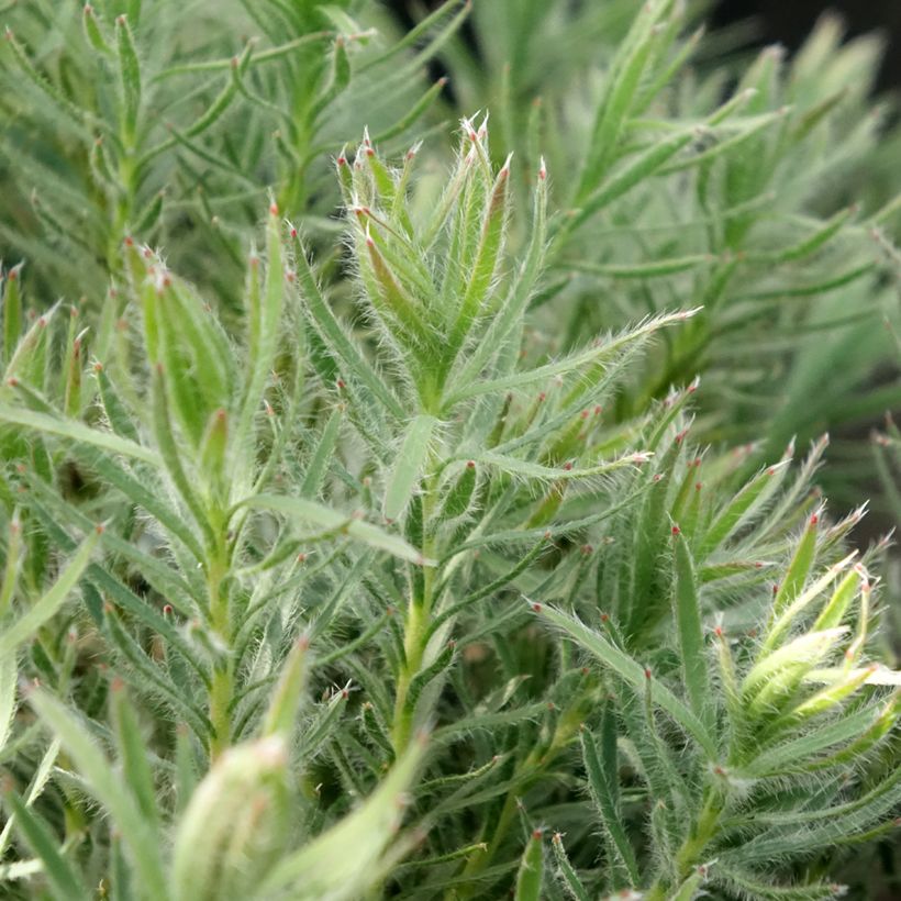 Leucadendron Jubilee Crown (Laub)