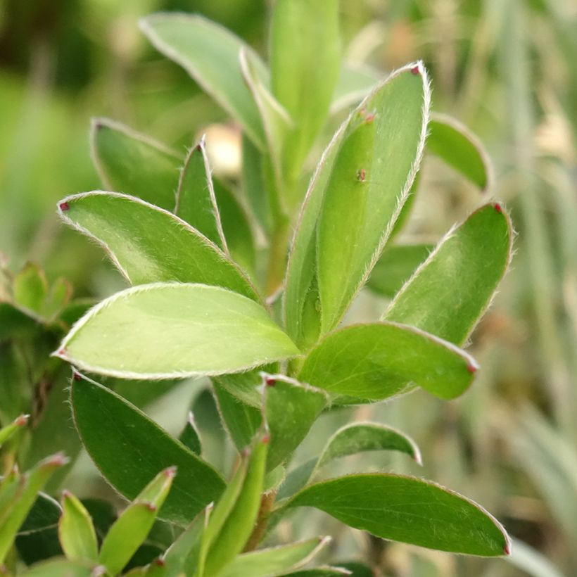 Leucadendron Safari Goldstrike (Foliage)