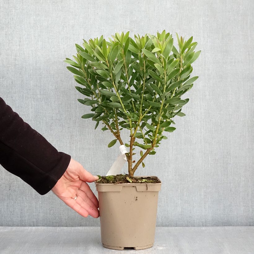 Example of Leucadendron Safari Goldstrike Topf mit 3L/4L as you get in hiver