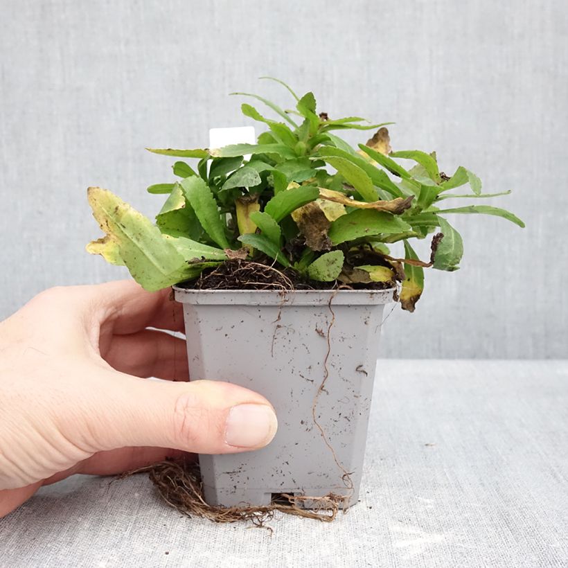 Example of Großblumige Garten-Margerite Snow Lady - Leucanthemum Kleine Töpfe von 8/9 cm as you get in hiver