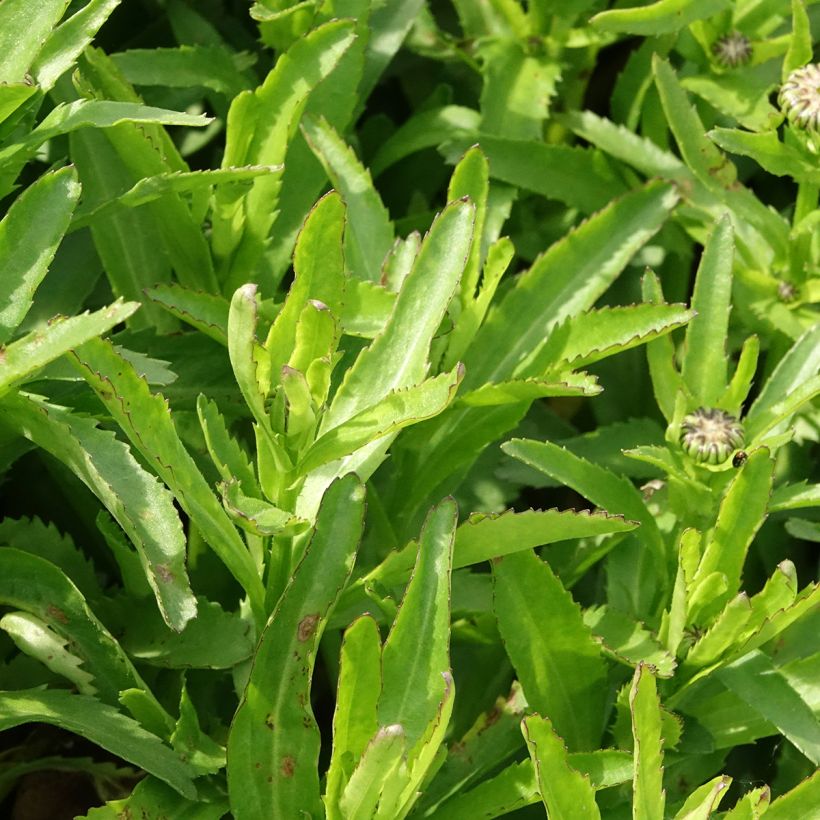 Großblumige Garten-Margerite Snow Lady - Leucanthemum (Laub)