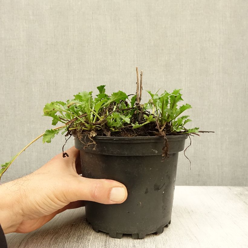 Exemplar von Leucanthemum superbum Becky - Grande marguerite Pot de 2L/3L wie im Herbst geliefert