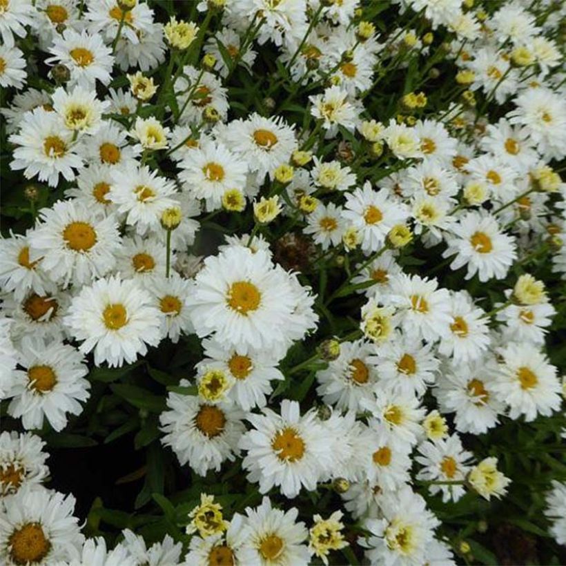 Großblumige Margerite Freak - Leucanthemum (Blüte)