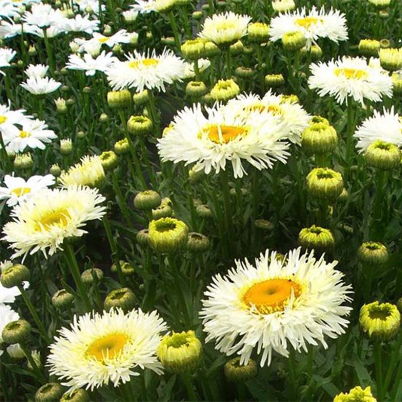 Großblumige Margerite Real Galaxy - Leucanthemum (Flowering)