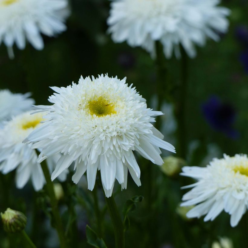 Großblumige Margerite Wirral Supreme - Leucanthemum (Flowering)