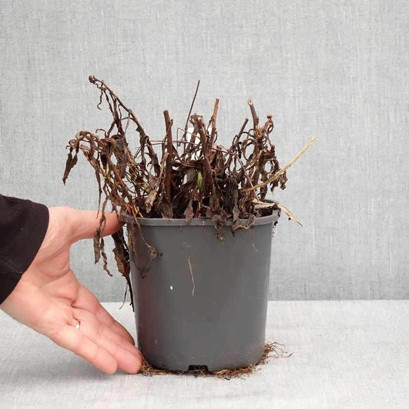 Exemplar von Leucanthemum Victorian Secret - Marguerite à fleurs doubles Pot de 2L/3L wie im Winter geliefert