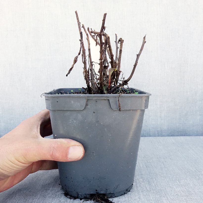 Example of Großblumige Margerite Victorian Secret - Leucanthemum Topf mit 2L/3L as you get in printemps