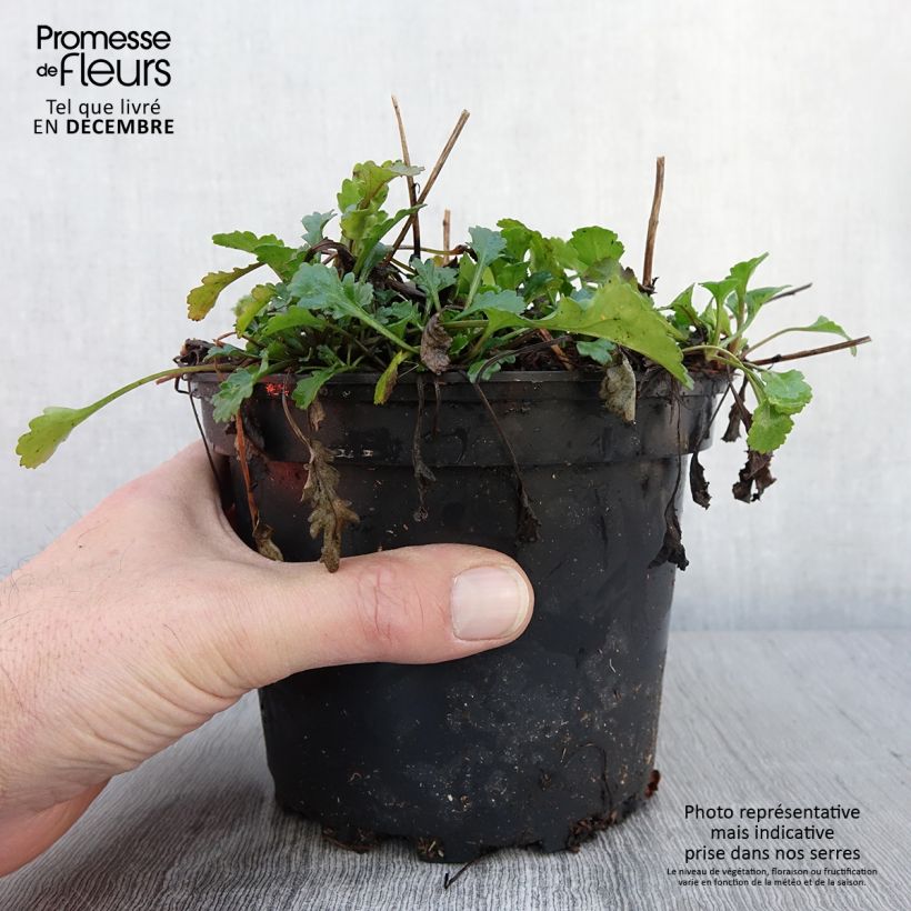 Exemplar von Leucanthemum vulgare Maikonigin - Marguerite Reine de Mai Pot de 2L/3L wie im Herbst geliefert