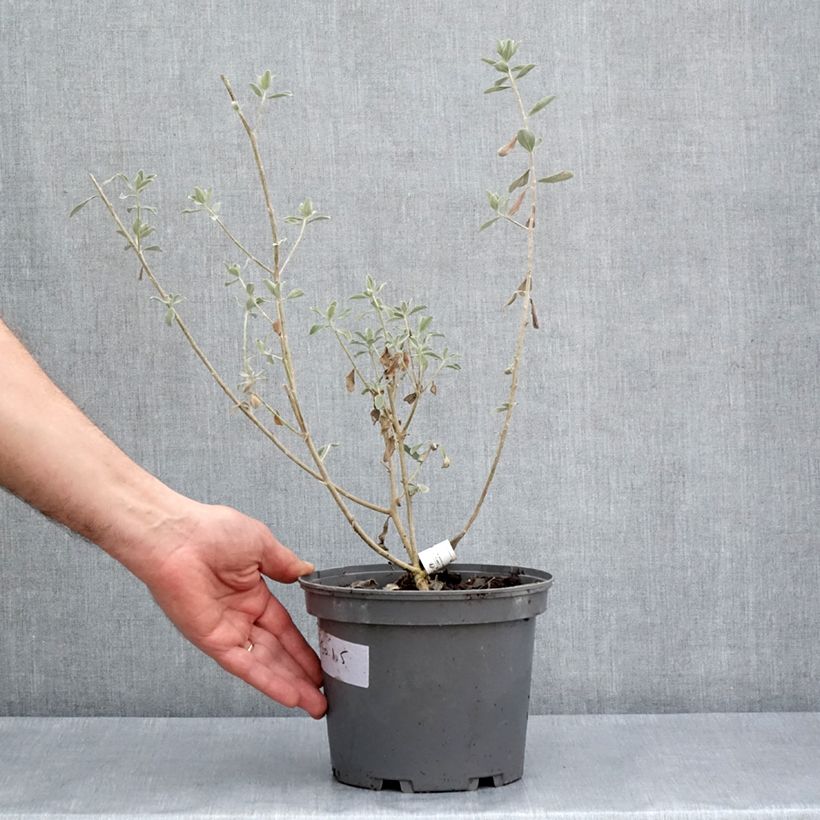 Exemplar von Leucophyllum frutescens - Texas-Silberblatt Topf mit 3L/4L wie im Frühjahr geliefert