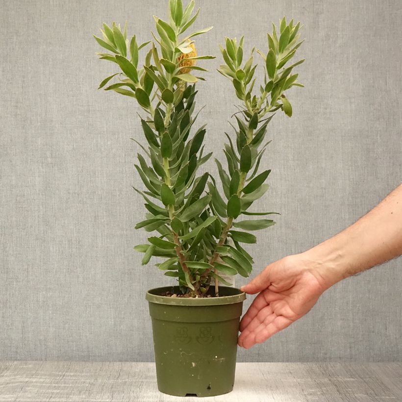 Exemplar von Leucospermum Copper Carnival - Gärtnerprotee Topf mit 2L/3L wie im Sommer geliefert