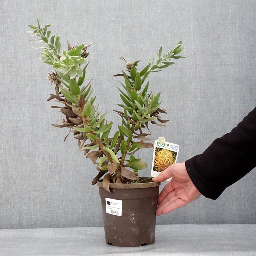 Exemplar von Leucospermum Yellow Carnival - Pelote d'épingles Jaune Pot de 2L/3L wie im Winter geliefert