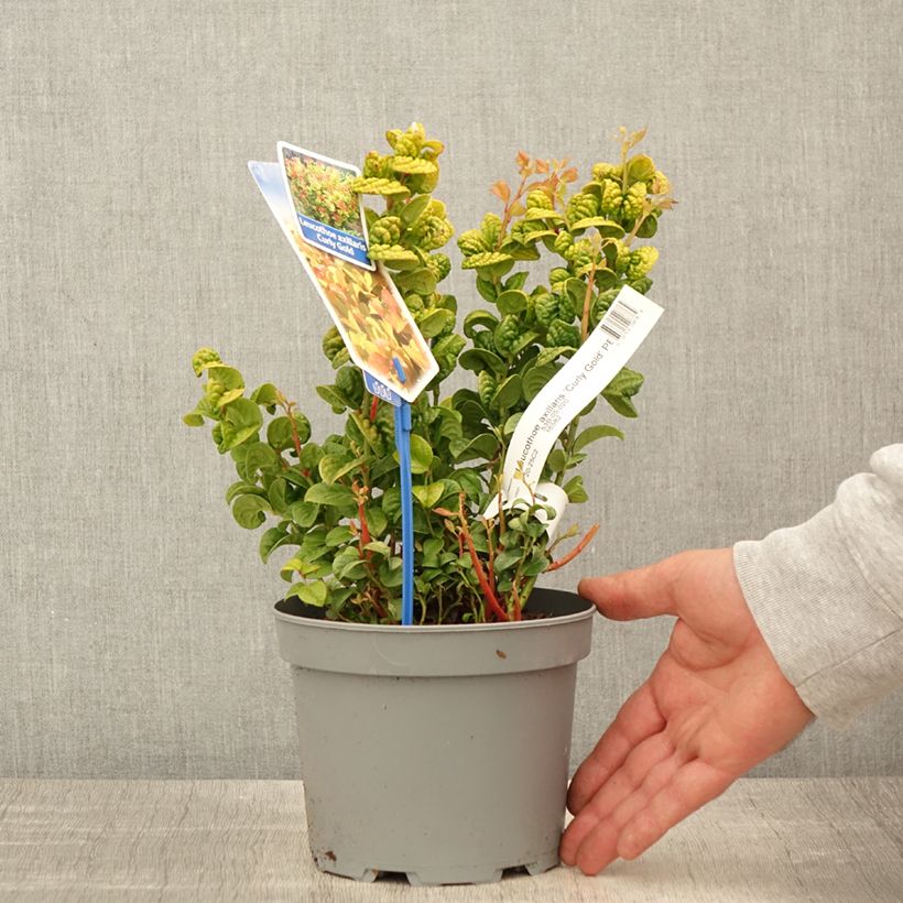 Example of Traubenheide Curly Gold - Leucothoe axillaris Topf mit 2L/3L as you get in printemps