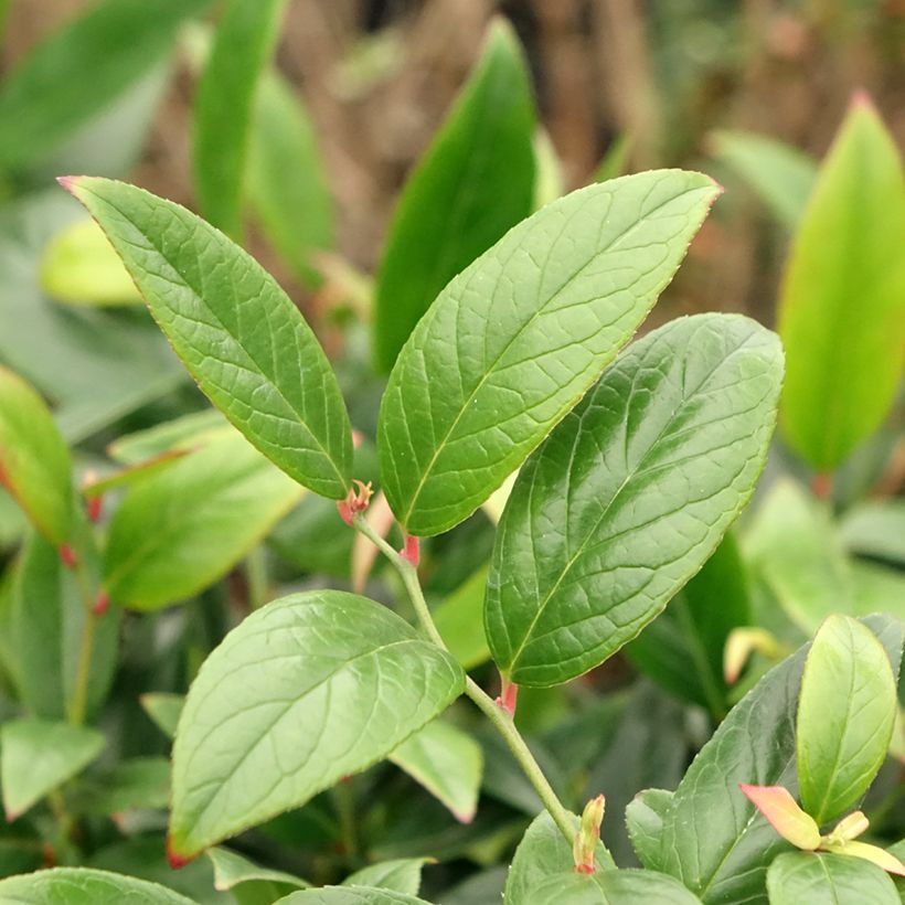 Traubenheide Red Lips - Leucothoe axillaris (Laub)