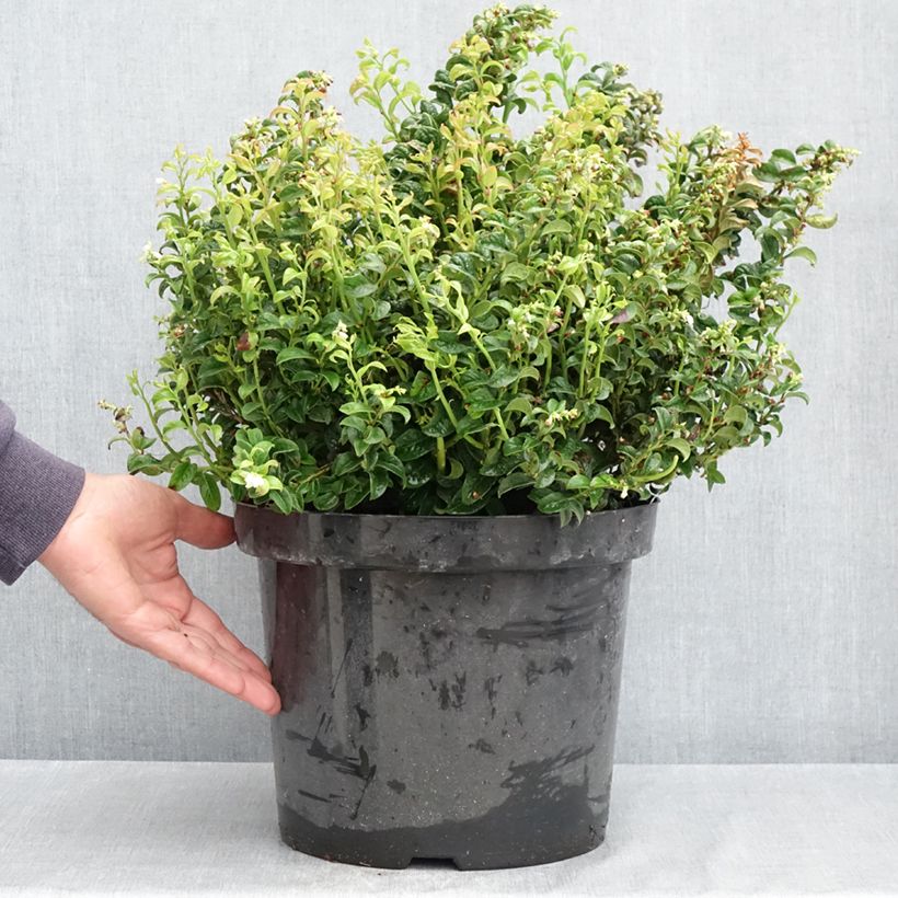 Exemplar von Traubenheide Twisting Red - Leucothoe axillaris Topf mit 7,5L/10L wie im Frühjahr geliefert