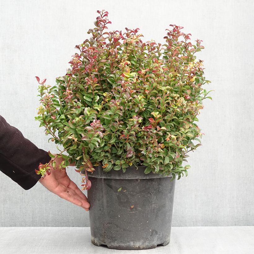 Exemplar von Traubenheide Twisting Red - Leucothoe axillaris Topf mit 7,5L/10L wie im Herbst geliefert