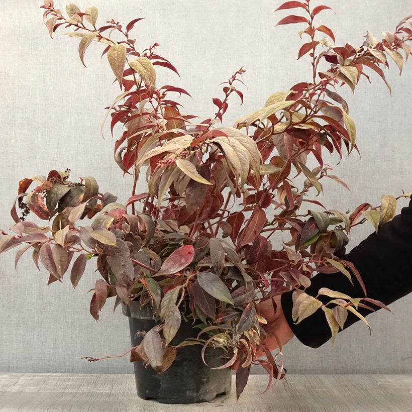 Exemplar von Traubenheide Rainbow - Leucothoe fontanesiana Topf mit 7,5L/10L wie im Herbst geliefert