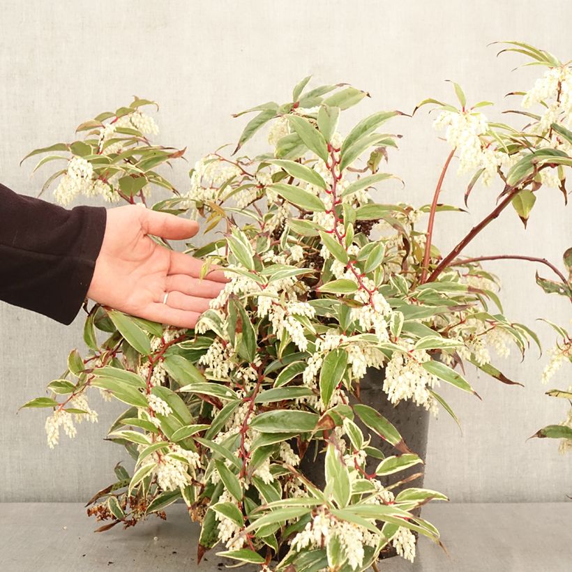Exemplar von Traubenheide Whitewater - Leucothoe fontanesiana Topf mit 4L/5L wie im Frühjahr geliefert