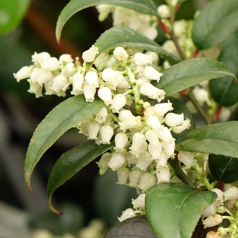 Traubenheide Dark Diamond - Leucothoe fontanesiana (Flowering)