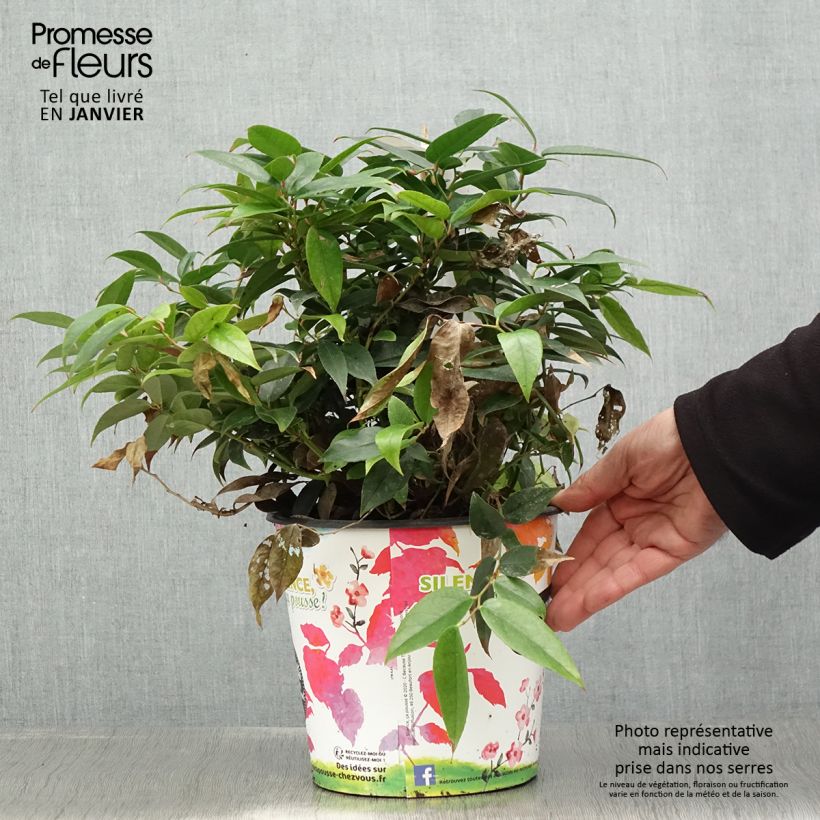 Exemplar von Leucothoe fontesiana Dark Diamond  Pot de 4L/5L wie im Winter geliefert