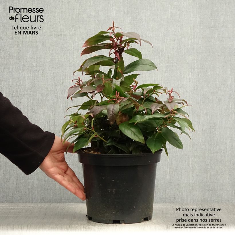 Example of Traubenheide Dark Diamond - Leucothoe fontanesiana Topf mit 4L/5L as you get in printemps