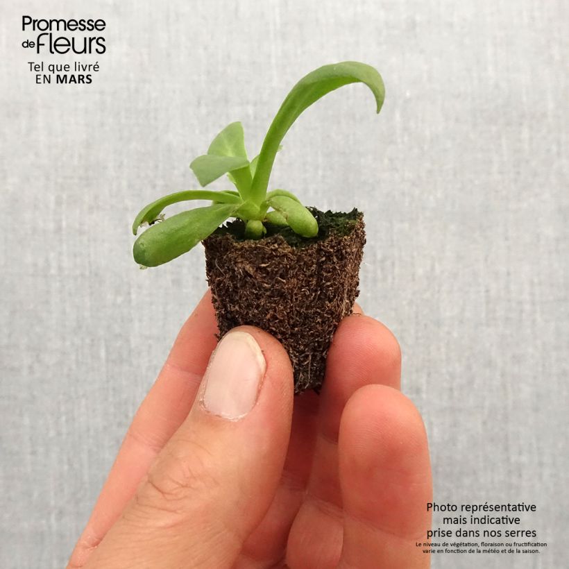 Example of Lewisia cotyledon Elise Mix - Bitterwurz Jardi-Plug: Wurzelballen 3,8 cm x 3,2 cm in Anzuchtplatte à 15 Stück. as you get in printemps