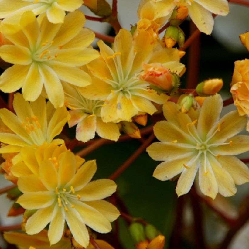 Lewisia cotyledon Golden Yellow - Bitterwurz (Flowering)
