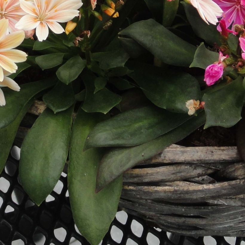 Lewisia cotyledon Elise Mix - Bitterwurz (Foliage)