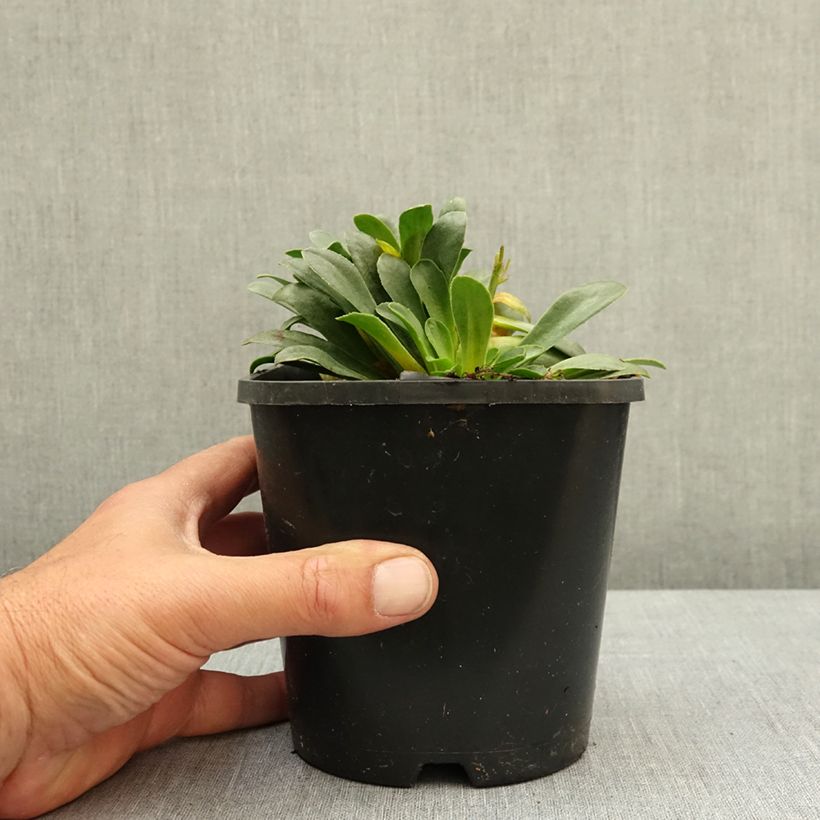 Exemplar von Lewisia Little Raspberry - Bitterwurz Topf mit 1,5L/2L wie im Frühjahr geliefert