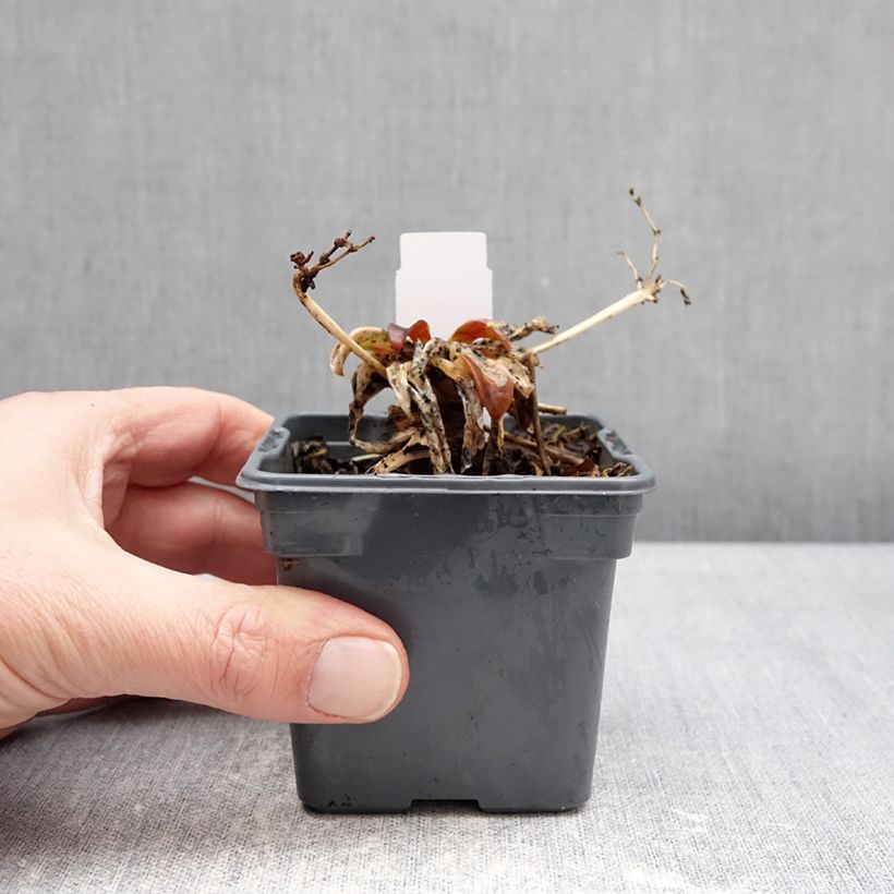 Exemplar von Lewisia Safira Tropic Pink Kleine Töpfe von 8/9 cm wie im Winter geliefert