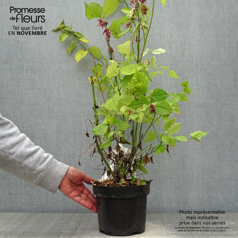 Exemplar von Leycesteria formosa Little Lanterns - Arbre aux faisans Pot de 3L/4L wie im Herbst geliefert