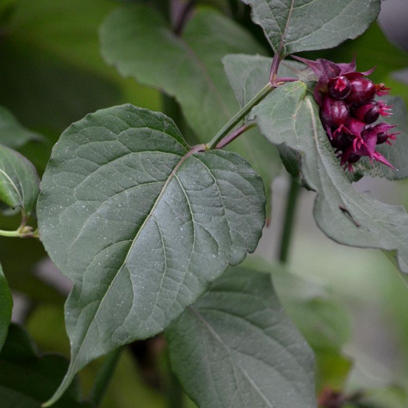 Leycesteria formosa Purple Rain - Buntdachblume (Foliage)
