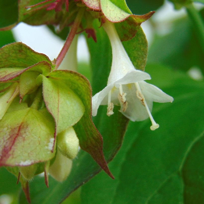 Leycesteria formosa Purple Rain - Buntdachblume (Flowering)