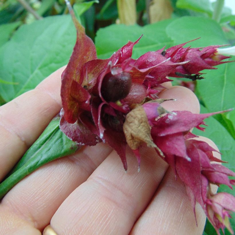 Leycesteria formosa Purple Rain - Buntdachblume (Harvest)