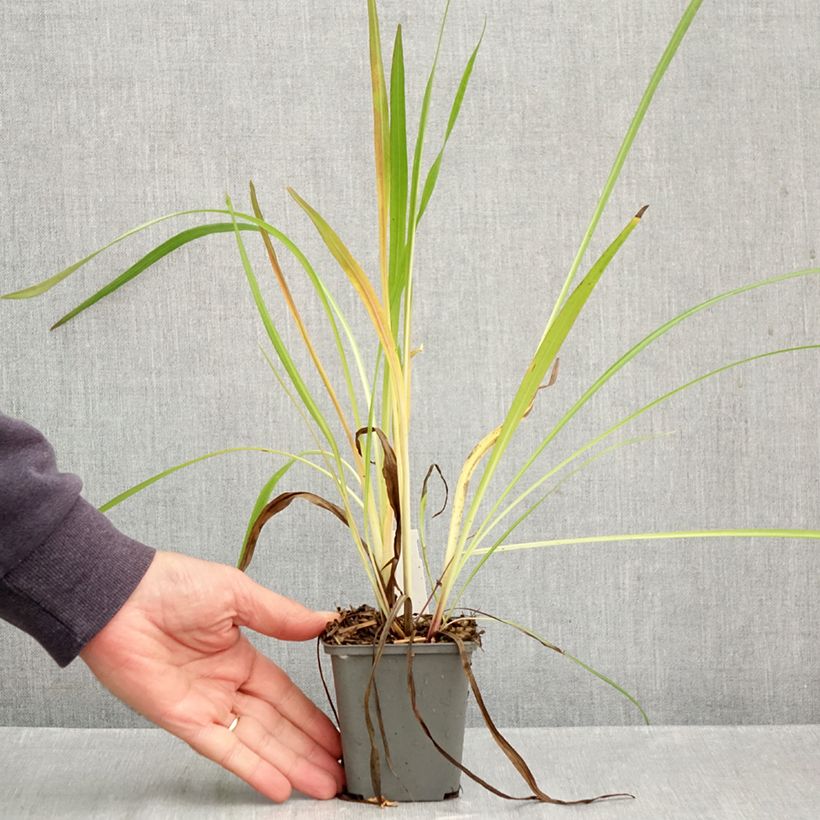 Exemplar von Liatris pycnostachya - Prachtscharte Kleine Töpfe von 8/9 cm wie im Herbst geliefert