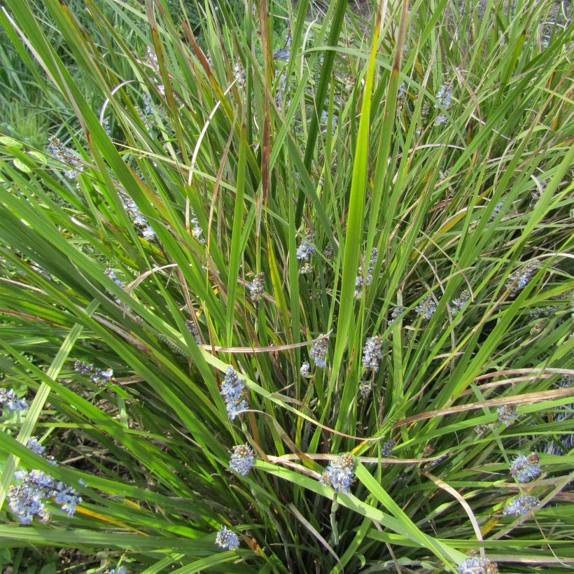 Libertia sessiliflora Caerulescens (Wuchs)