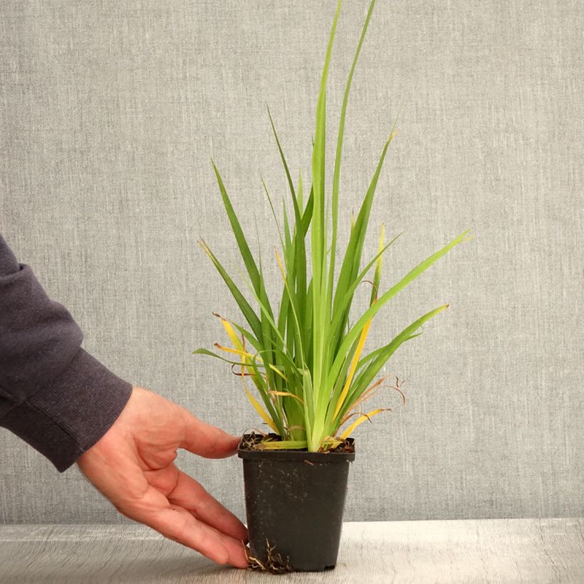 Exemplar von Libertia formosa Kleine Töpfe von 8/9 cm wie im Herbst geliefert