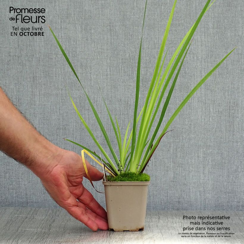 Exemplar von Libertia grandiflora Kleine Töpfe von 8/9 cm wie im Herbst geliefert