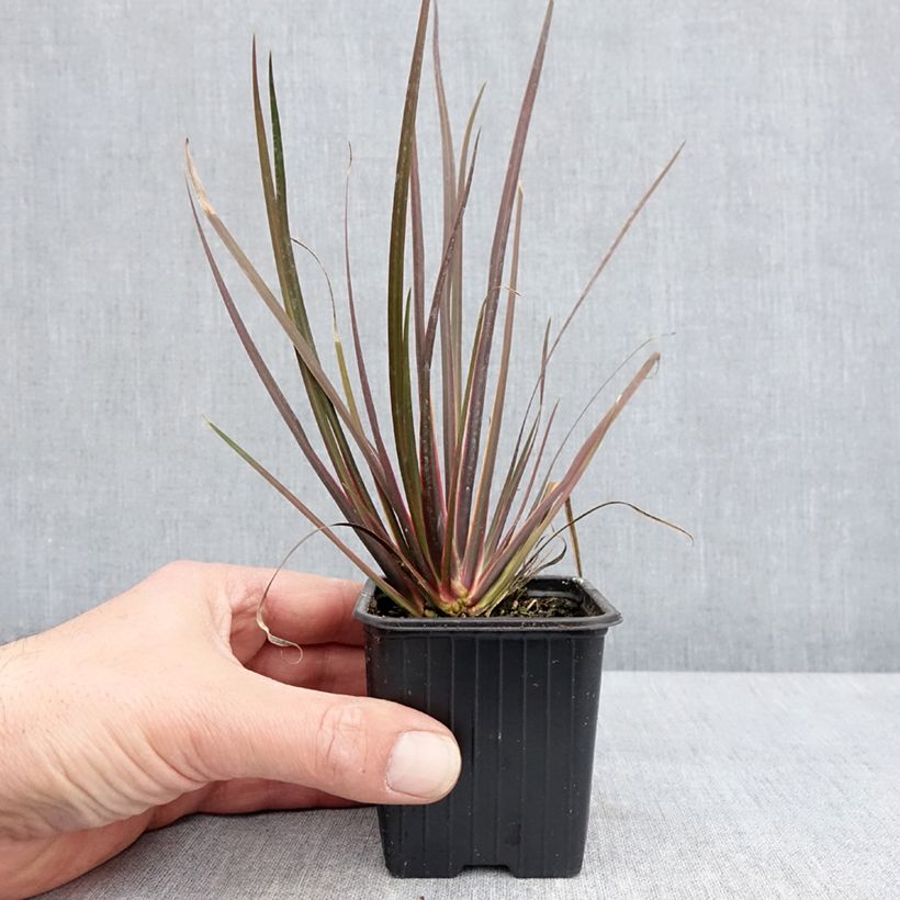 Example of Libertia ixioides Taupo Sunset Kleine Töpfe von 8/9 cm as you get in printemps