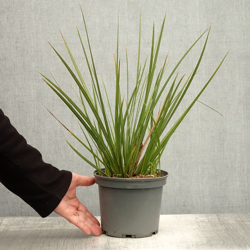 Exemplar von Libertia peregrinans Gold Leaf Topf mit 3L/4L wie im Herbst geliefert