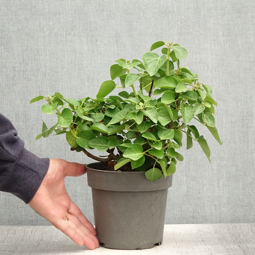 Exemplar von Efeu Arbori Compact - Hedera helix Topf mit 2L/3L wie im Sommer geliefert