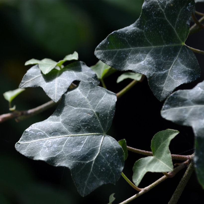 Gemeiner Efeu - Hedera helix (Foliage)