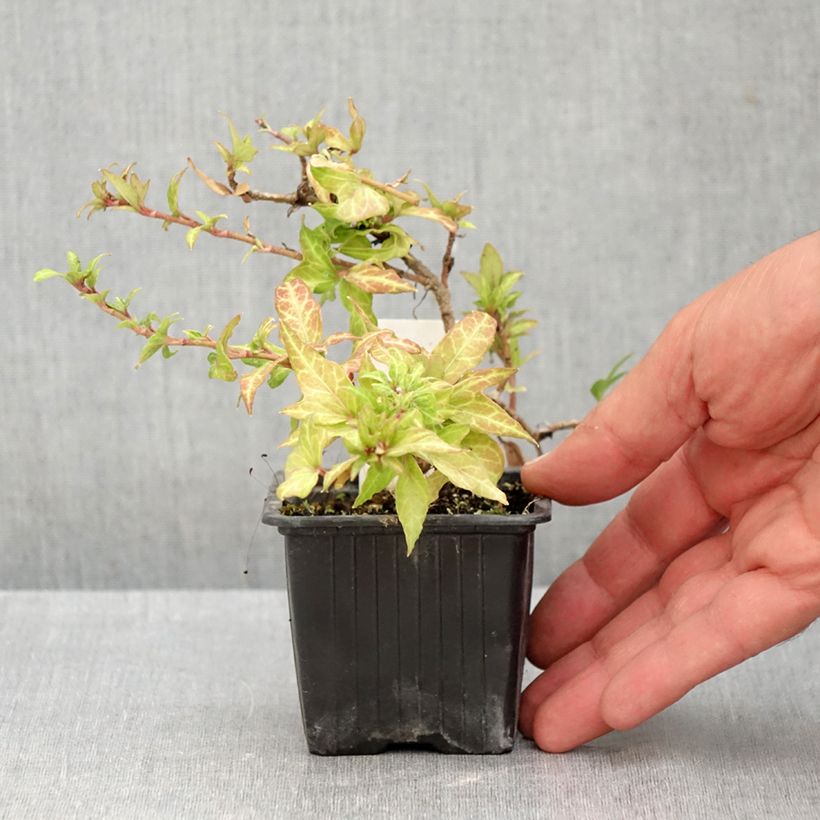Exemplar von Efeu Clotted Cream - Hedera helix  Kleine Töpfe von 8/9 cm wie im Sommer geliefert