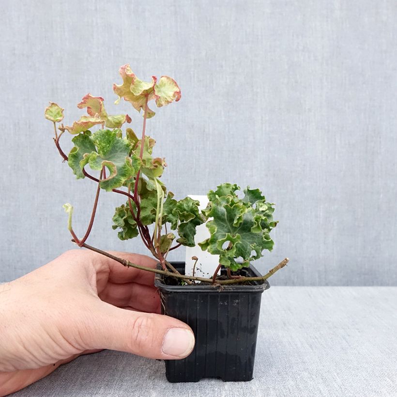 Example of Efeu Clotted Cream - Hedera helix  Kleine Töpfe von 8/9 cm as you get in printemps