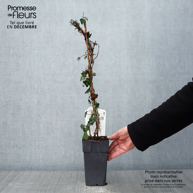Exemplar von Gemeiner Efeu - Hedera helix Topf mit 1L/1,5L wie im Herbst geliefert