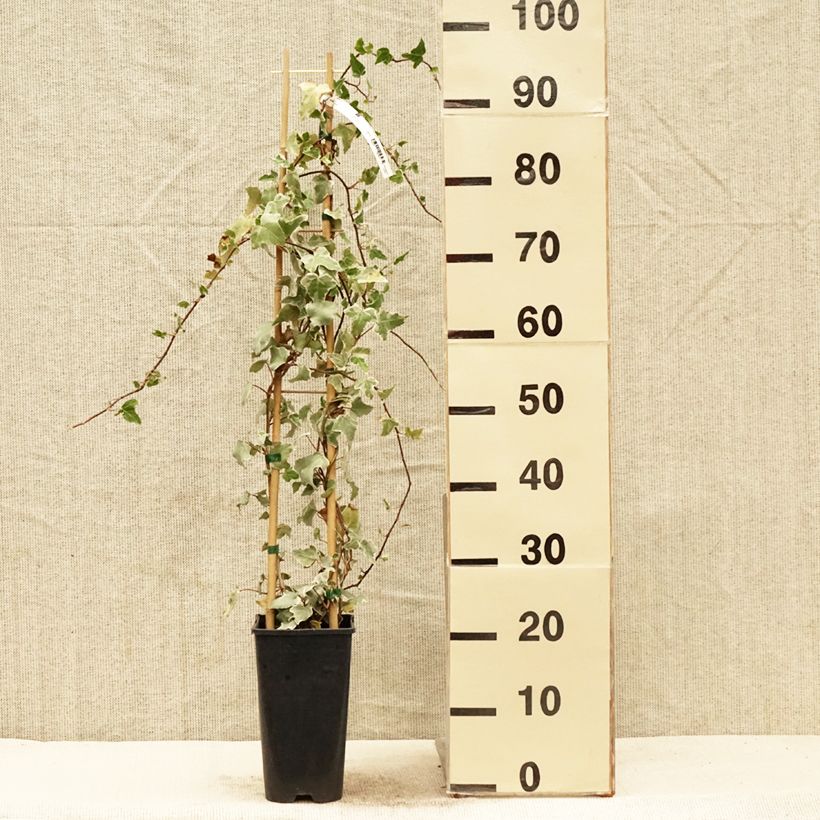 Exemplar von Efeu Eva - Hedera helix Topf mit 2L/3L wie im Frühjahr geliefert