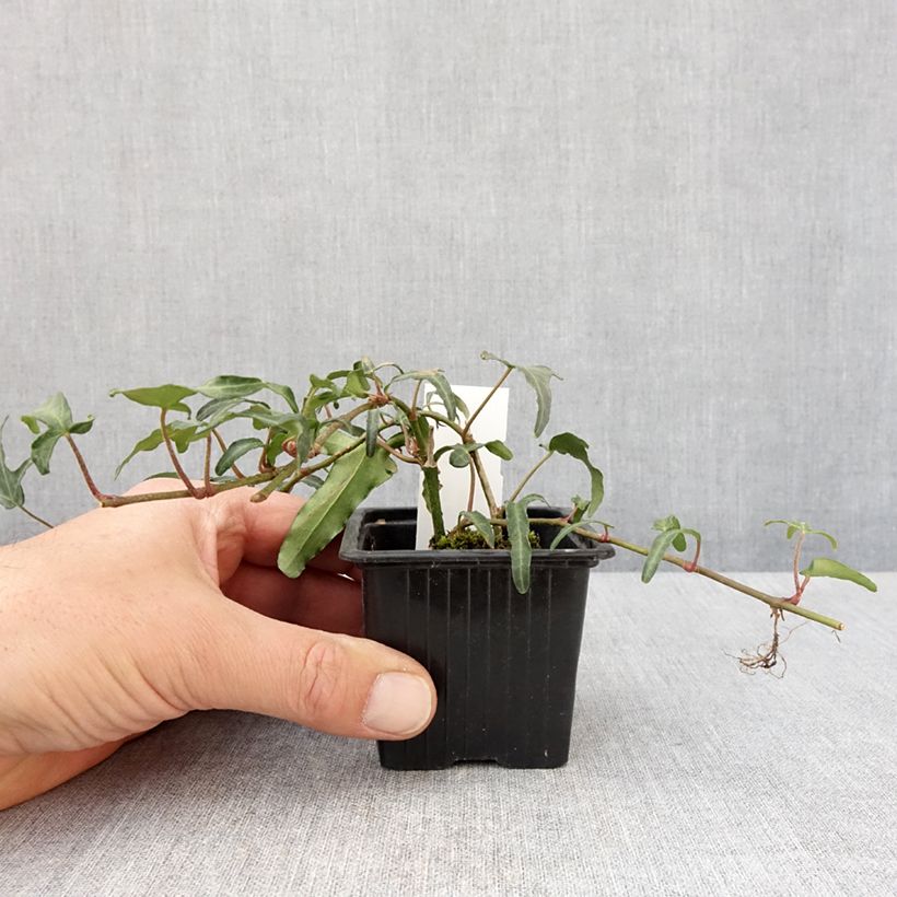 Exemplar von Efeu Kappeln - Hedera helix Kleine Töpfe von 8/9 cm wie im Frühjahr geliefert