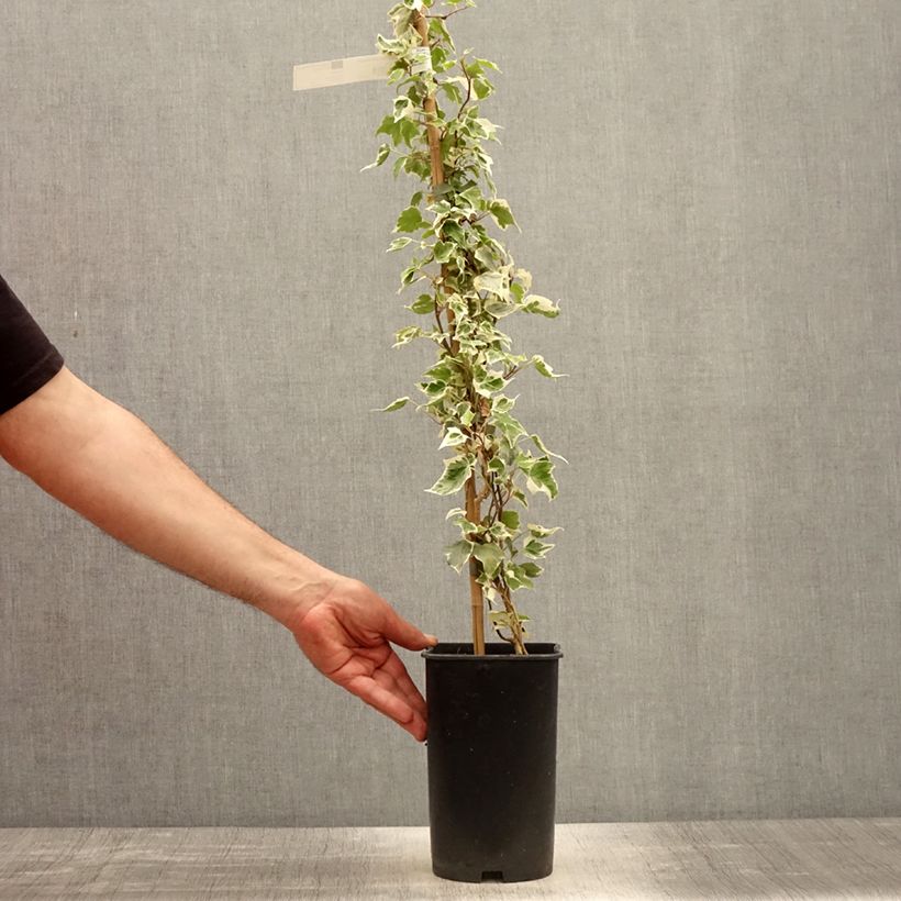 Example of Weißbunter Efeu Little diamond - Hedera helix Topf mit 3L/4L as you get in printemps